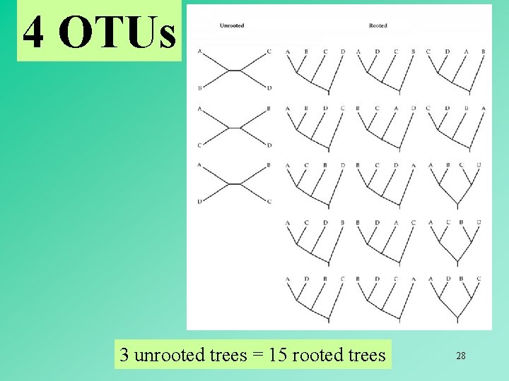 4 OTUs 3 unrooted trees = 15 rooted trees 28 
