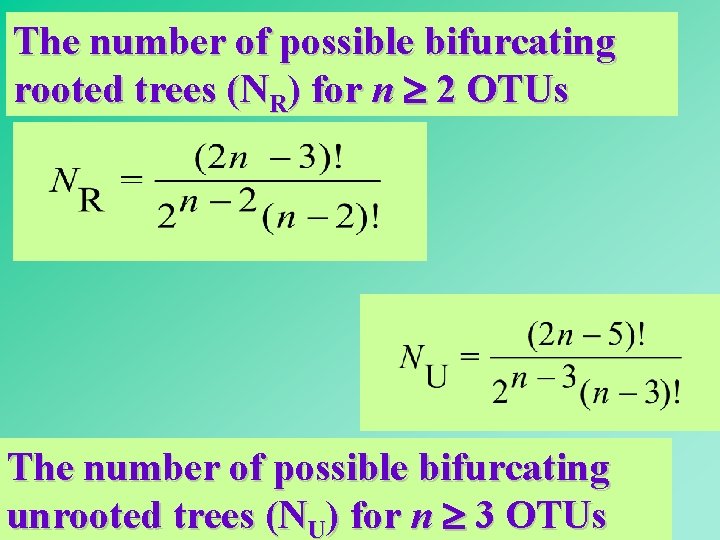 The number of possible bifurcating rooted trees (NR) for n 2 OTUs The number