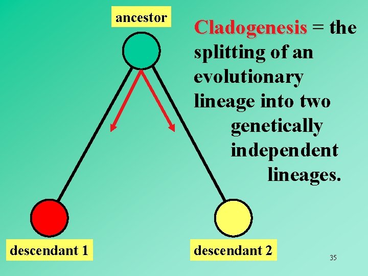 ancestor descendant 1 Cladogenesis = the Cladogenesis splitting of an evolutionary lineage into two