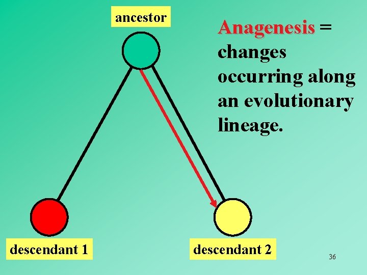 ancestor descendant 1 Anagenesis = changes occurring along an evolutionary lineage. descendant 2 36