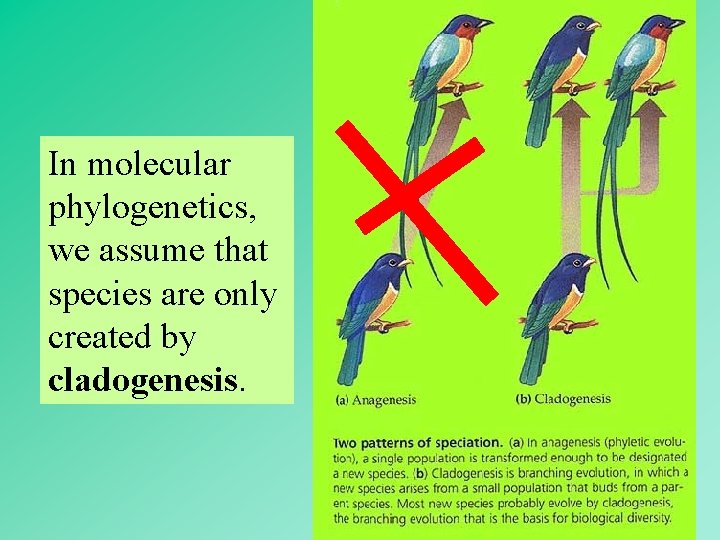 In molecular phylogenetics, we assume that species are only created by cladogenesis. 37 