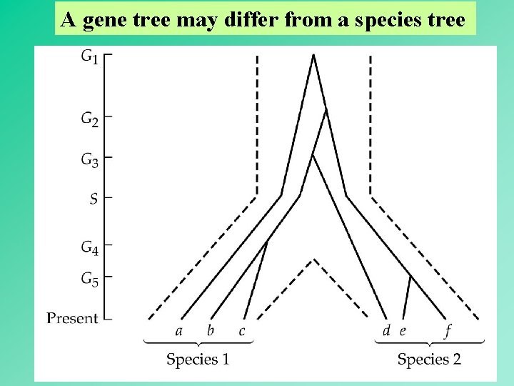 A gene tree may differ from a species tree 38 