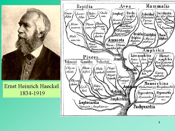 Ernst Heinrich Haeckel 1834 -1919 4 