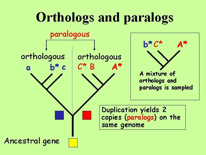 Orthologs and paralogs paralogous orthologous a b* c b* C* orthologous C* B A*