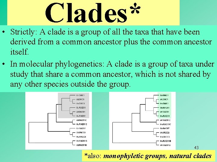 Clades* • Strictly: A clade is a group of all the taxa that have