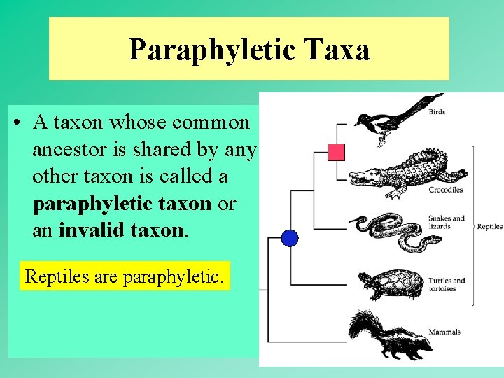 Paraphyletic Taxa • A taxon whose common ancestor is shared by any other taxon