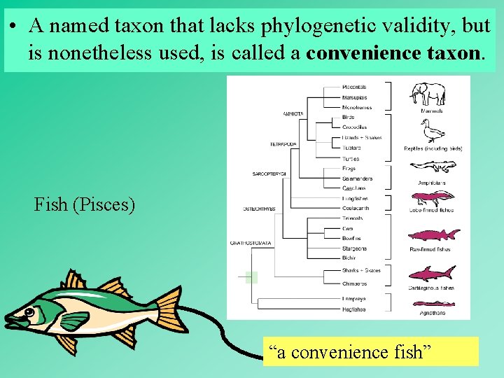  • A named taxon that lacks phylogenetic validity, but is nonetheless used, is