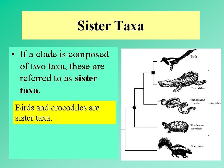 Sister Taxa • If a clade is composed of two taxa, these are referred