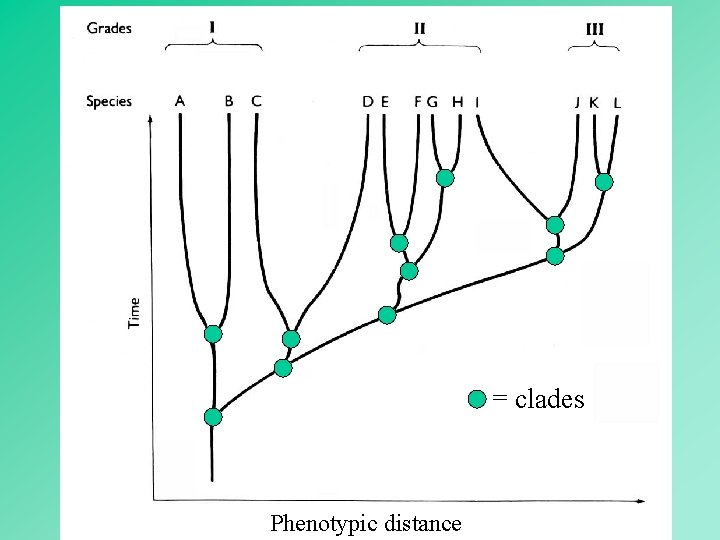 = clades Phenotypic distance 47 