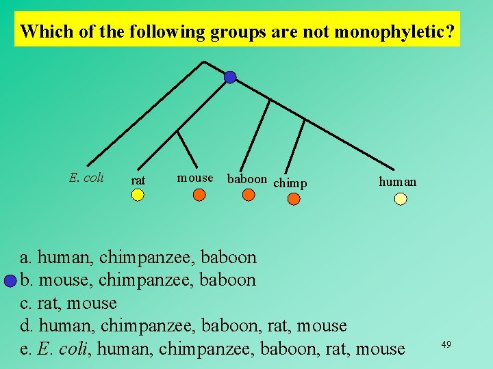 Which of the following groups are not monophyletic? E. coli rat mouse baboon chimp