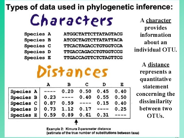 A character provides information about an individual OTU. A distance represents a quantitative statement