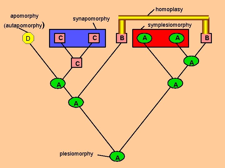 homoplasy apomorphy synapomorphy (autapomorphy) D symplesiomorphy C C B A A B A C