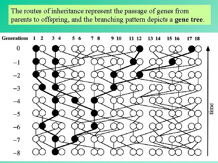 The routes of inheritance represent the passage of genes from parents to offspring, and