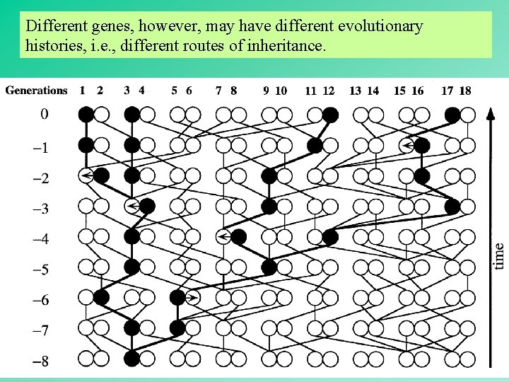 Different genes, however, may have different evolutionary histories, i. e. , different routes of