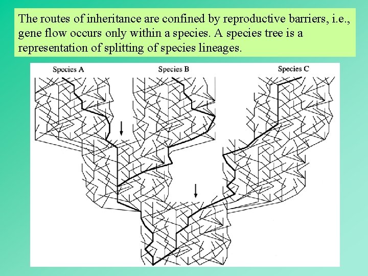 The routes of inheritance are confined by reproductive barriers, i. e. , gene flow