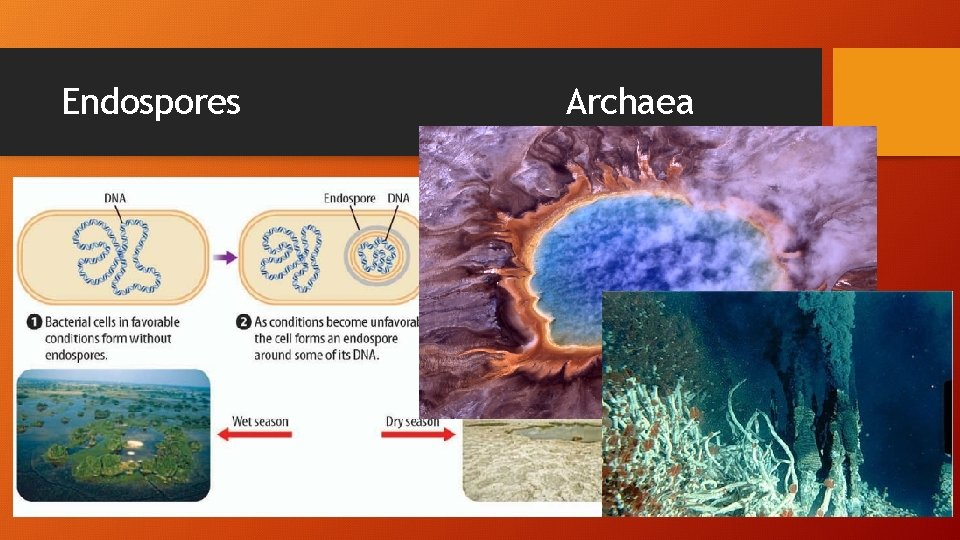 Endospores Archaea 