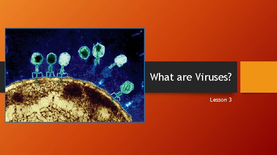 What are Viruses? Lesson 3 