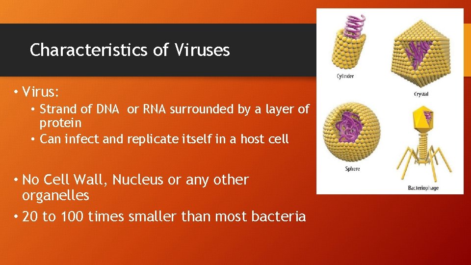 Characteristics of Viruses • Virus: • Strand of DNA or RNA surrounded by a