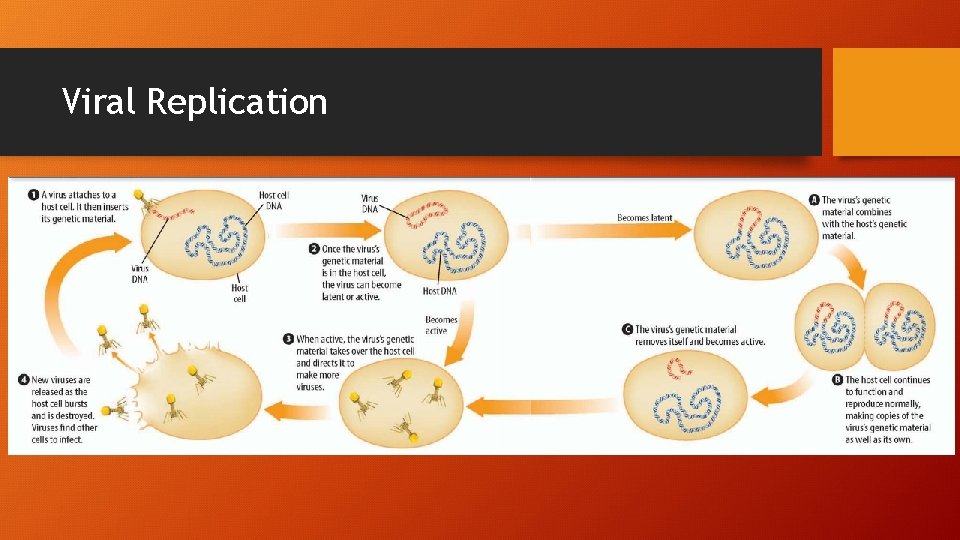 Viral Replication 