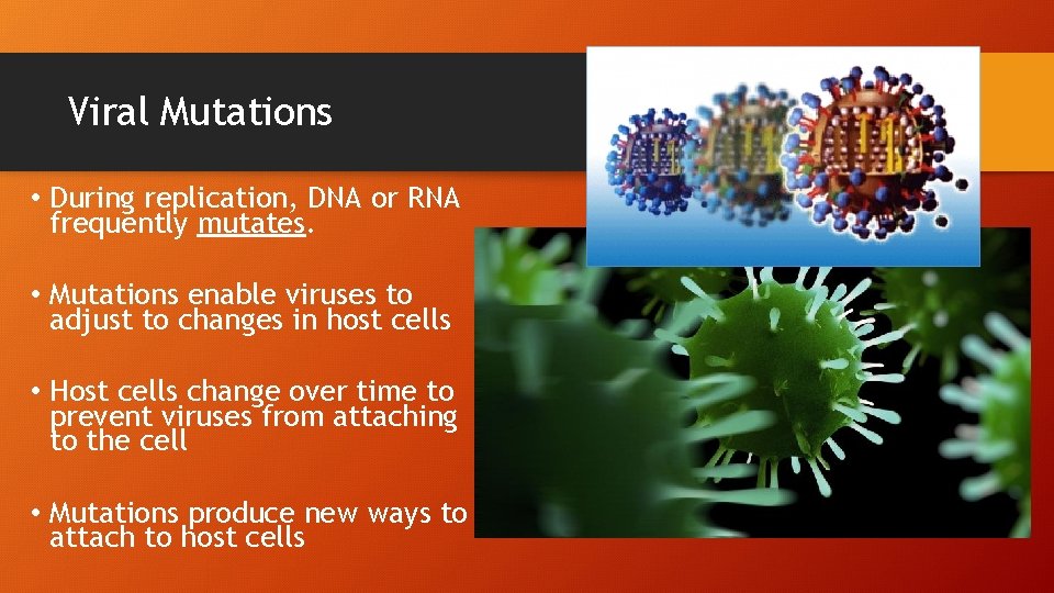 Viral Mutations • During replication, DNA or RNA frequently mutates. • Mutations enable viruses