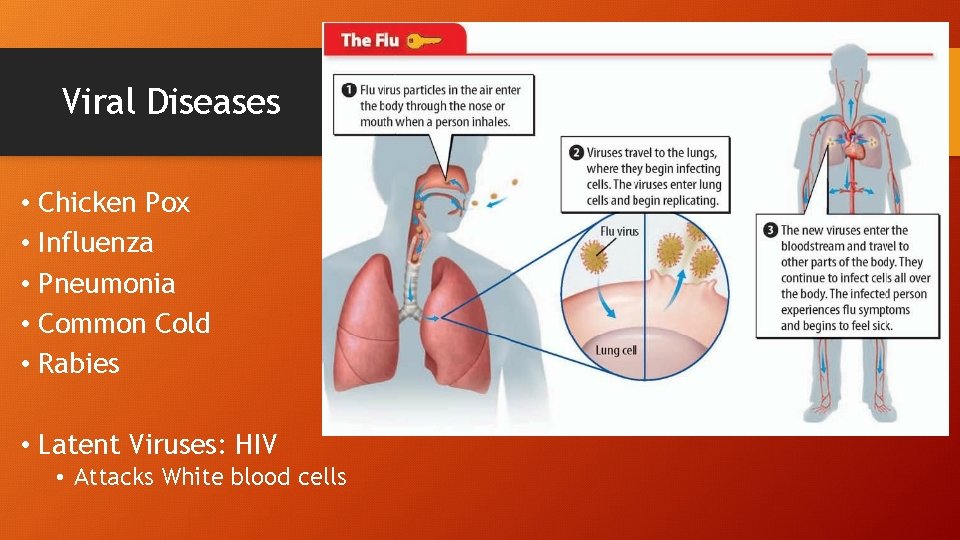 Viral Diseases • Chicken Pox • Influenza • Pneumonia • Common Cold • Rabies