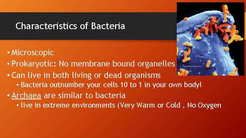 Characteristics of Bacteria • Microscopic • Prokaryotic: No membrane bound organelles • Can live