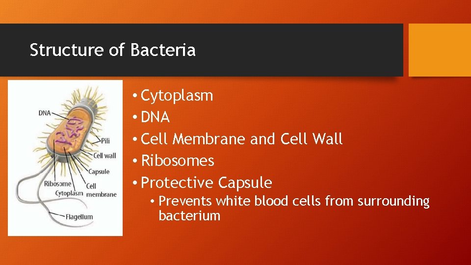 Structure of Bacteria • Cytoplasm • DNA • Cell Membrane and Cell Wall •