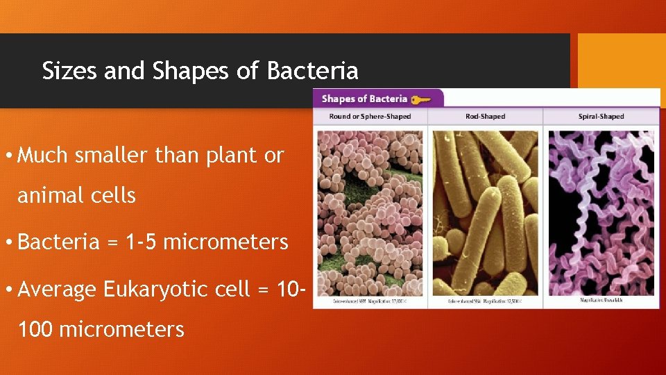 Sizes and Shapes of Bacteria • Much smaller than plant or animal cells •