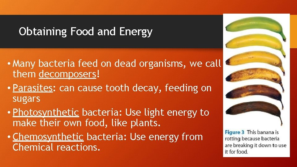 Obtaining Food and Energy • Many bacteria feed on dead organisms, we call them