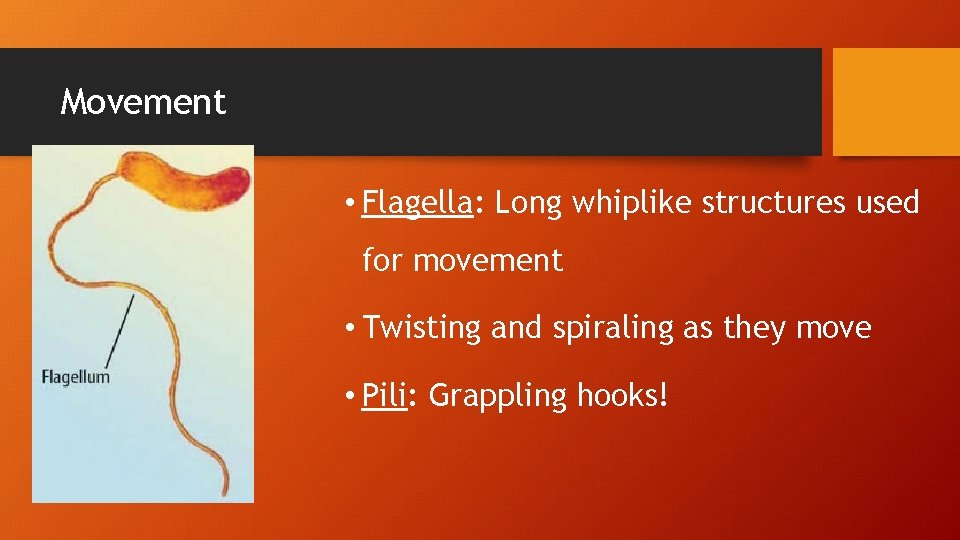 Movement • Flagella: Long whiplike structures used for movement • Twisting and spiraling as