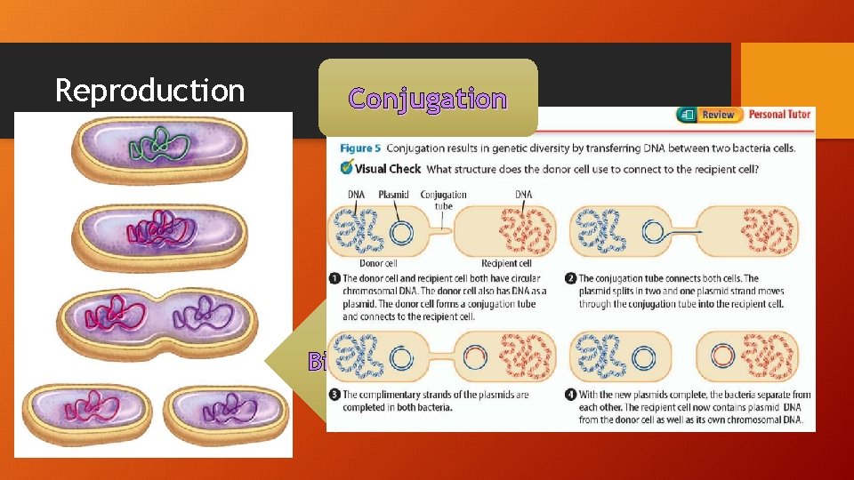 Reproduction Conjugation Binary Fission 
