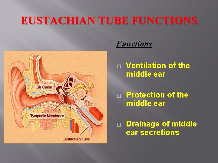EUSTACHIAN TUBE FUNCTIONS Functions � Ventilation of the middle ear � Protection of the