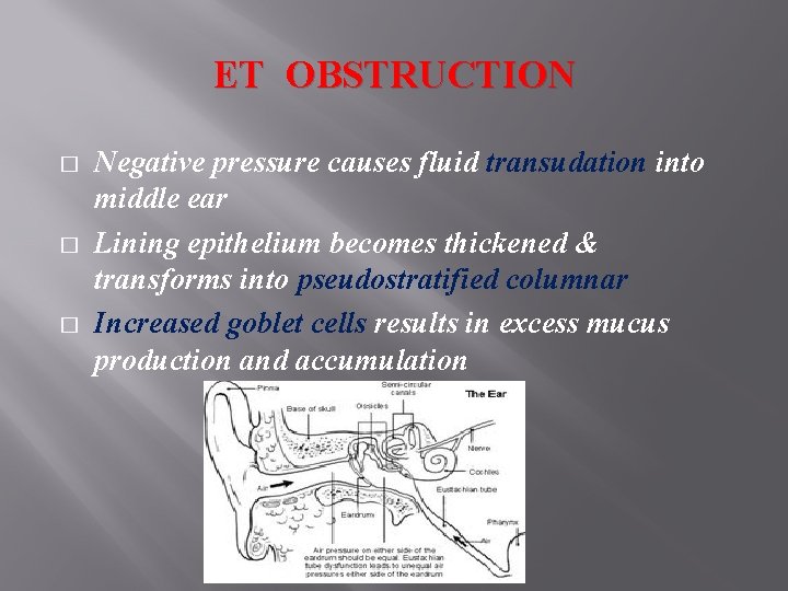 ET OBSTRUCTION � � � Negative pressure causes fluid transudation into middle ear Lining