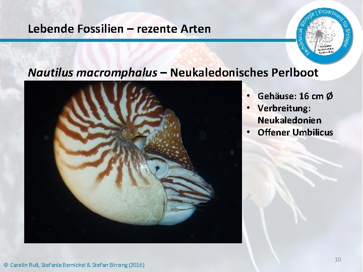 Lebende Fossilien – rezente Arten Nautilus macromphalus – Neukaledonisches Perlboot • Gehäuse: 16 cm