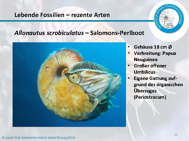 Lebende Fossilien – rezente Arten Allonautus scrobiculatus – Salomons-Perlboot • Gehäuse 18 cm Ø