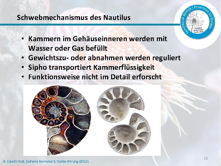 Schwebmechanismus des Nautilus • Kammern im Gehäuseinneren werden mit Wasser oder Gas befüllt •