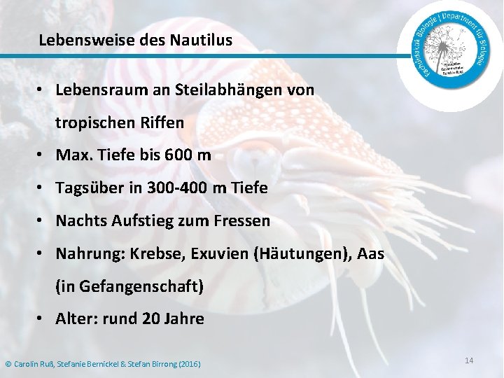 Lebensweise des Nautilus • Lebensraum an Steilabhängen von tropischen Riffen • Max. Tiefe bis