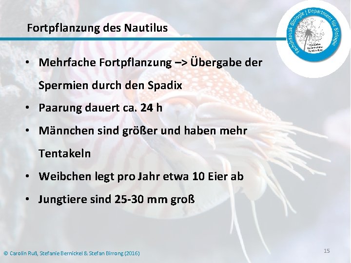 Fortpflanzung des Nautilus • Mehrfache Fortpflanzung –> Übergabe der Spermien durch den Spadix •