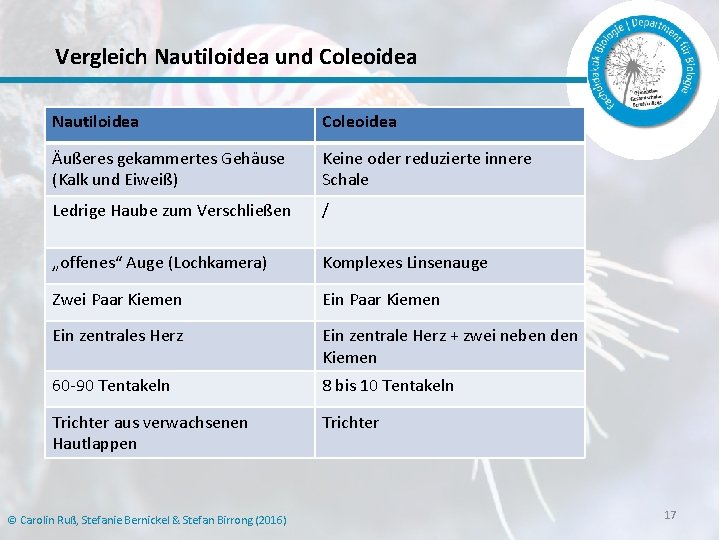 Vergleich Nautiloidea und Coleoidea Nautiloidea Coleoidea Äußeres gekammertes Gehäuse (Kalk und Eiweiß) Keine oder