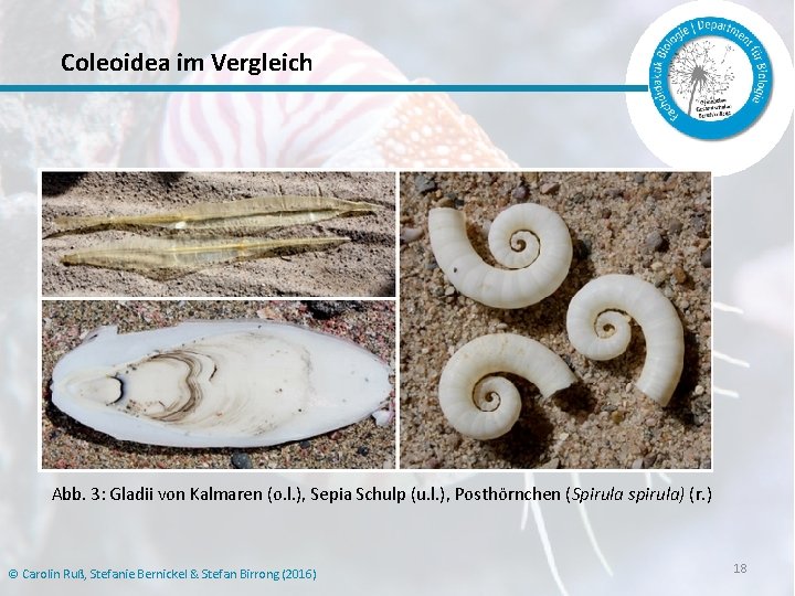 Coleoidea im Vergleich Abb. 3: Gladii von Kalmaren (o. l. ), Sepia Schulp (u.