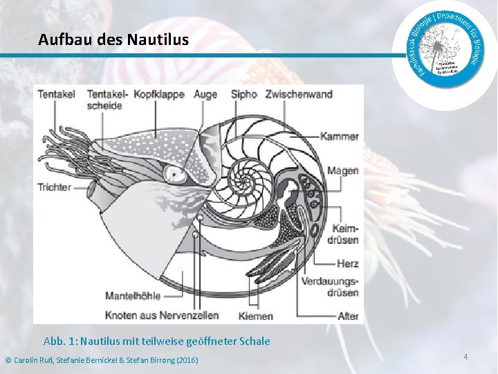 Aufbau des Nautilus Abb. 1: Nautilus mit teilweise geöffneter Schale © Carolin Ruß, Stefanie