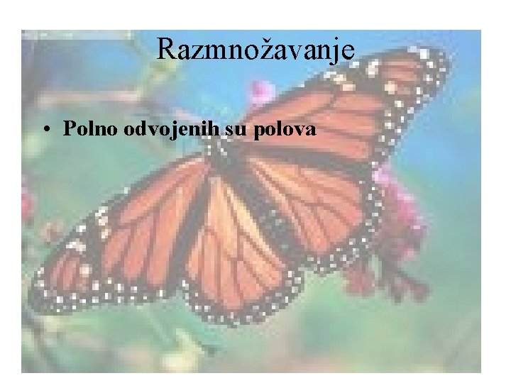 Razmnožavanje • Polno odvojenih su polova 