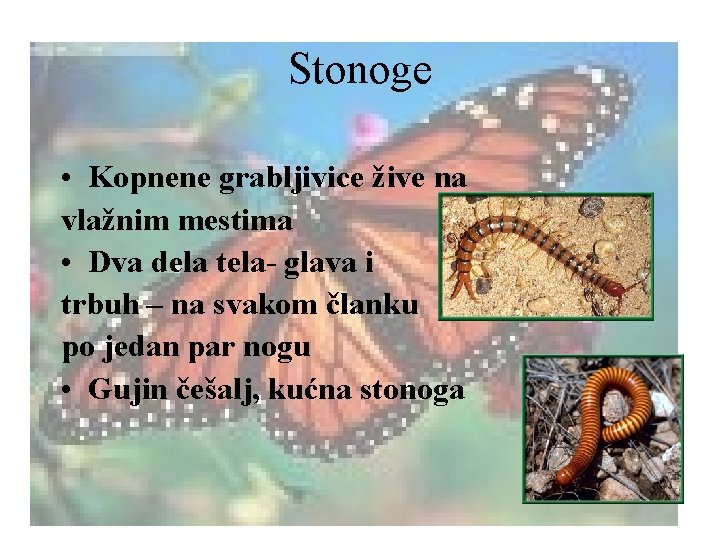 Stonoge • Kopnene grabljivice žive na vlažnim mestima • Dva dela tela- glava i