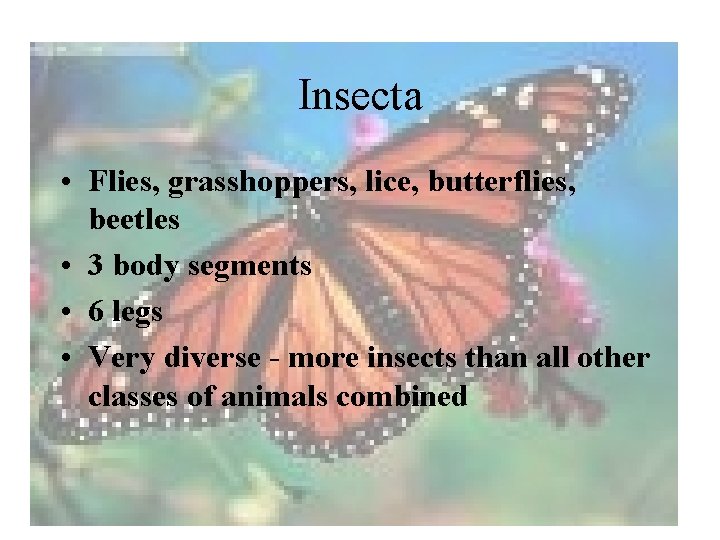 Insecta • Flies, grasshoppers, lice, butterflies, beetles • 3 body segments • 6 legs