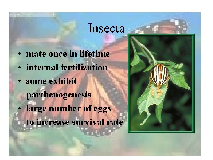 Insecta • mate once in lifetime • internal fertilization • some exhibit parthenogenesis •