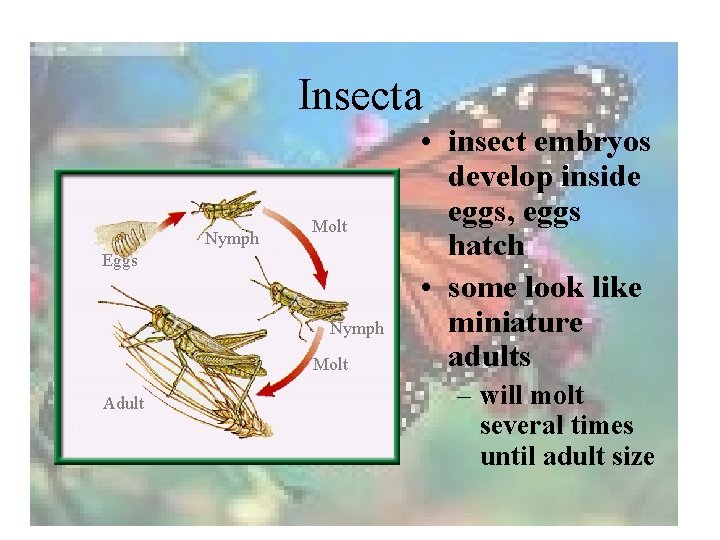 Insecta Nymph Molt Eggs Nymph Molt Adult • insect embryos develop inside eggs, eggs