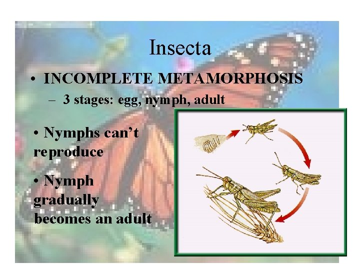 Insecta • INCOMPLETE METAMORPHOSIS – 3 stages: egg, nymph, adult • Nymphs can’t reproduce