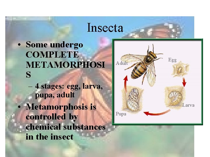 Insecta • Some undergo COMPLETE METAMORPHOSI S Adult Egg – 4 stages: egg, larva,