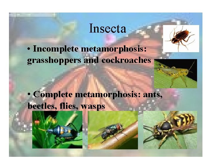 Insecta • Incomplete metamorphosis: grasshoppers and cockroaches • Complete metamorphosis: ants, beetles, flies, wasps