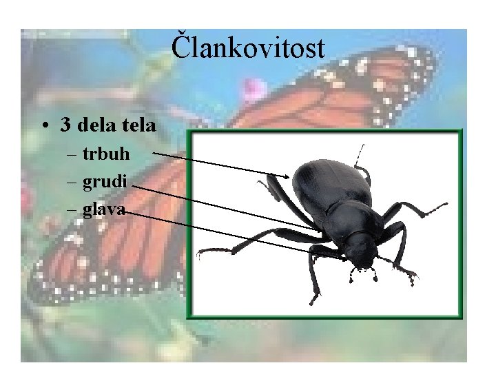 Člankovitost • 3 dela tela – trbuh – grudi – glava 